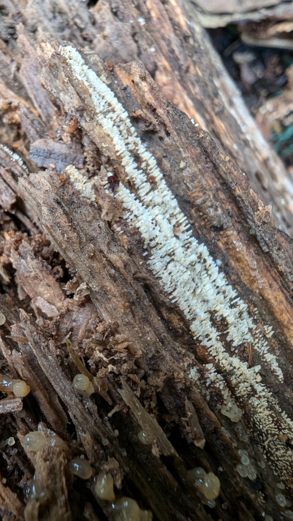 Henningsomyces candidus · October 2024 · photo: © atsushi_nakajima_cirque (iNaturalist, cc-by)