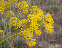 Ferula