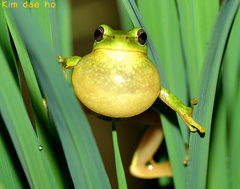 Hyla suweonensis
