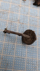 クロヒメオニタケ