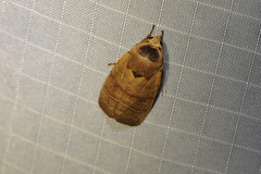 Athetis thoracica