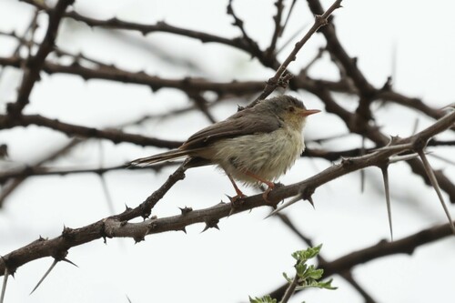 Buff-bellied Warbler (Phyllolais pulchella), photo 9