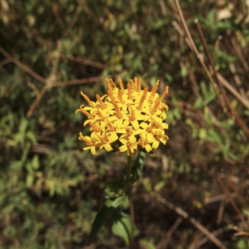 Image of Lagascea decipiens by (c) Sue Carnahan, some rights reserved (CC BY)