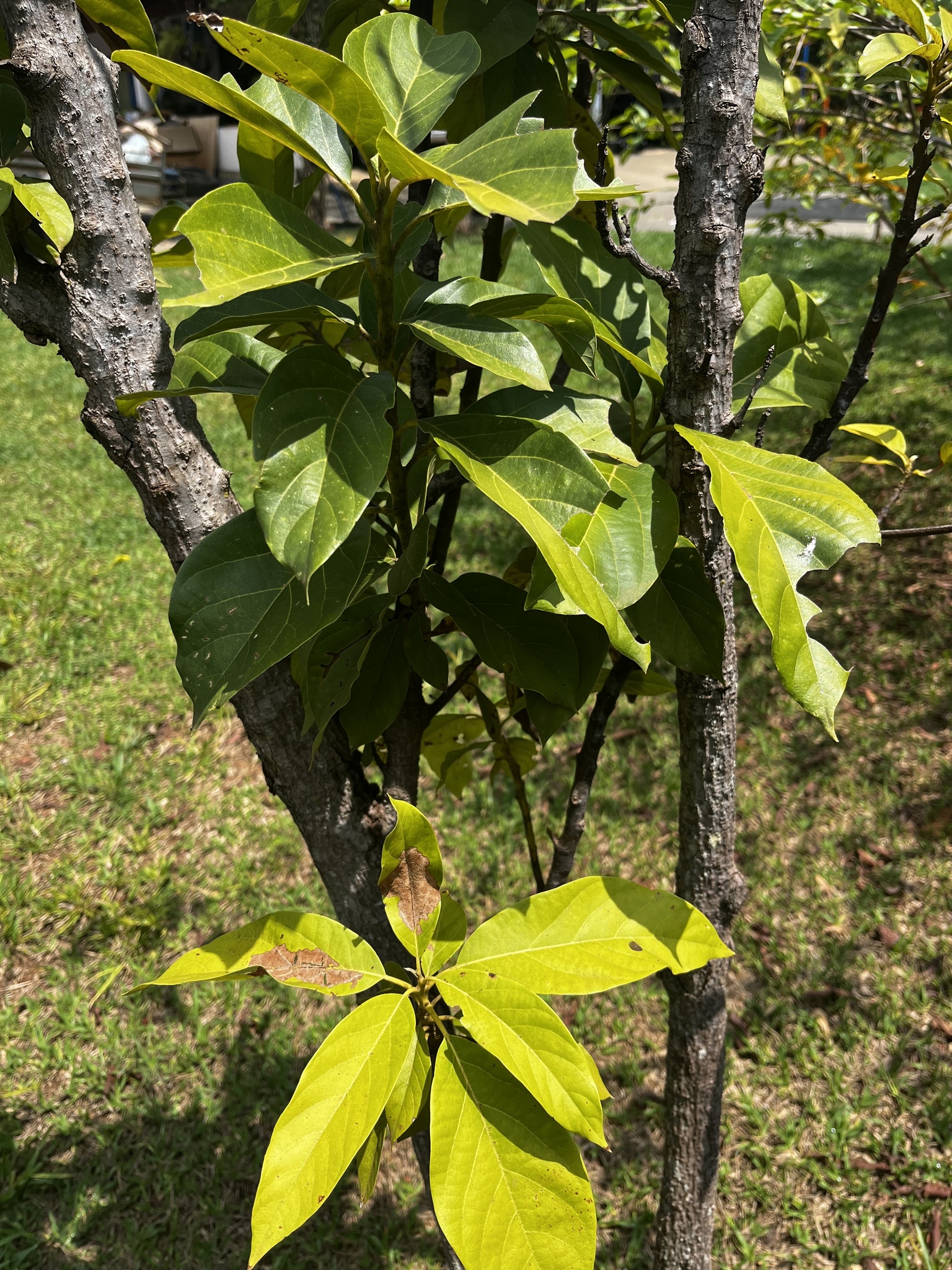 Persea americana
