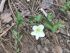 Calystegia occidentalis