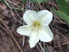 Calystegia occidentalis