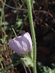 Malacothamnus densiflorus