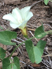 Calystegia occidentalis