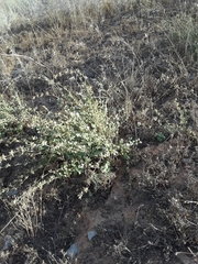 Malacothamnus densiflorus