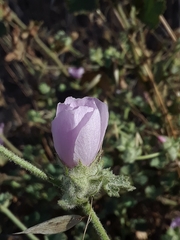 Malacothamnus densiflorus