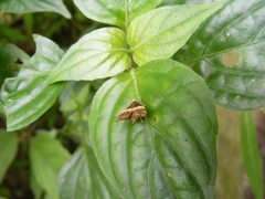 Choreutis basalis