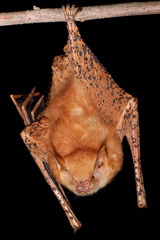 Welwitsch's Myotis photo 2