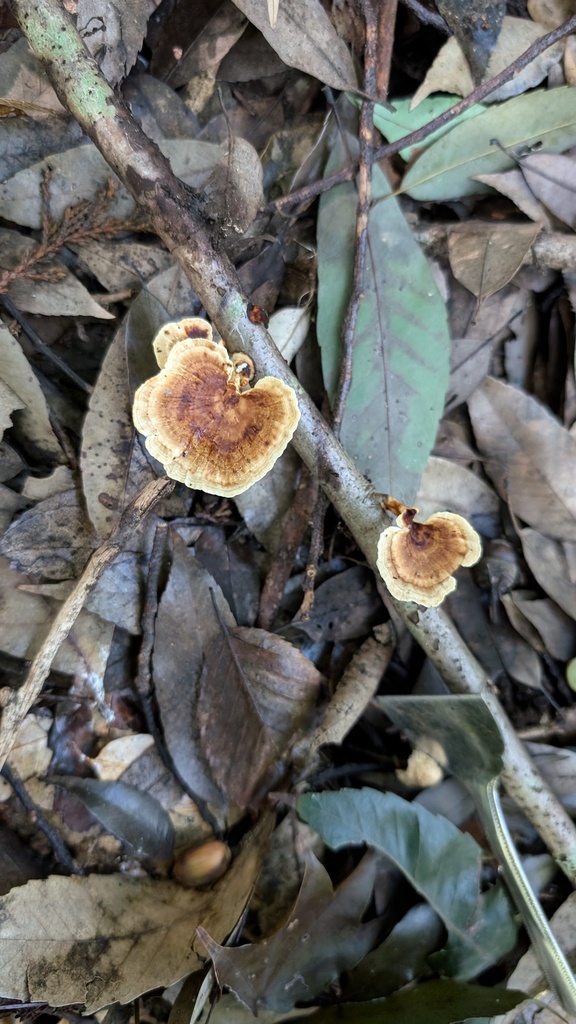 Microporus vernicipes · October 2024 · photo: © atsushi_nakajima_cirque (iNaturalist, cc-by)