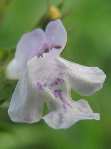 Clinopodium nepeta