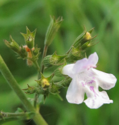 Clinopodium nepeta