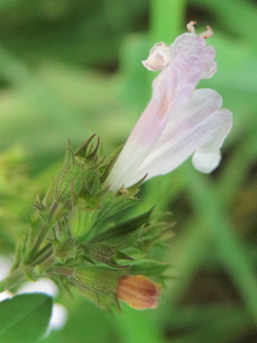 Clinopodium nepeta