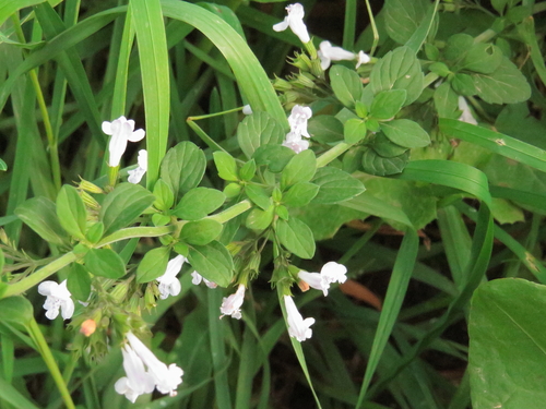 Clinopodium nepeta