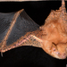 Welwitsch's Mouse-eared Bat - Photo (c) Jakob Fahr, some rights reserved (CC BY-NC), uploaded by Jakob Fahr