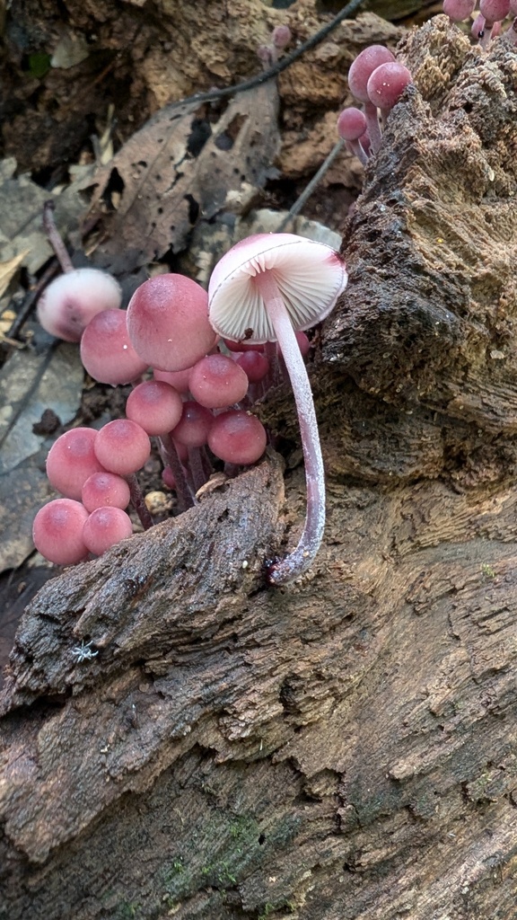 Mycena haematopus · October 2024 · photo: © atsushi_nakajima_cirque (iNaturalist, cc-by)