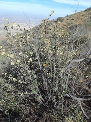 Fremontodendron mexicanum