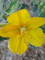 Fremontodendron mexicanum