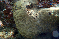 Spirastrella insignis