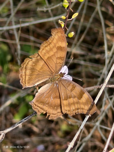 Chocolate Pansy