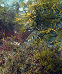 Takifugu alboplumbeus