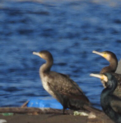 Phalacrocorax carbo