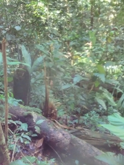 Crypturellus cinereus