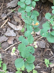 Pucciniaceae