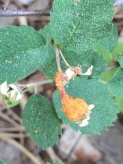 Pucciniaceae