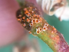Pucciniaceae