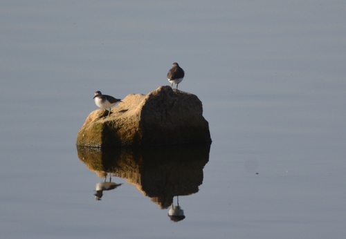 Common Sandpiper