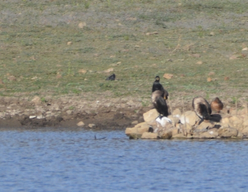 Great Cormorant