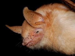 Welwitsch's Myotis photo 4
