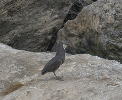 Tigrisoma fasciatum