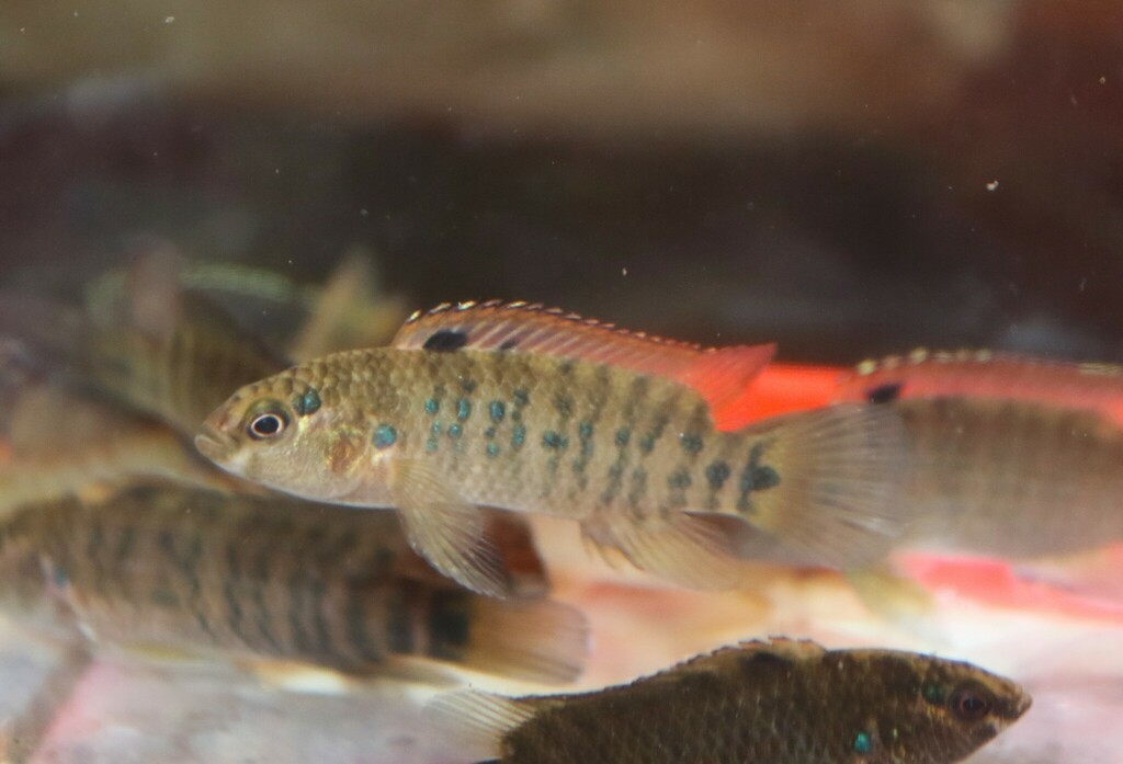 Tuivai Perch