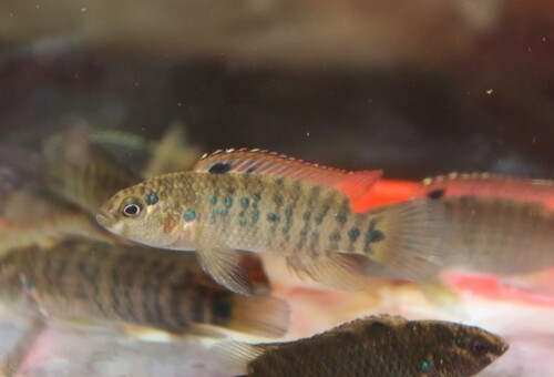 Badis tuivaiei