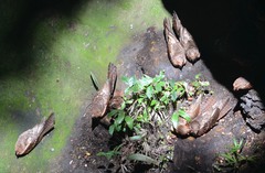 Steatornis caripensis