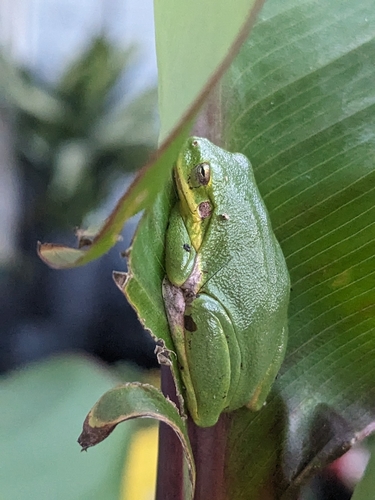 Squirrel Tree Frog (Dryophytes squirellus), a species recorded in Florida