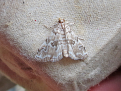 Elophila gyralis