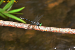 Nihonogomphus ruptus