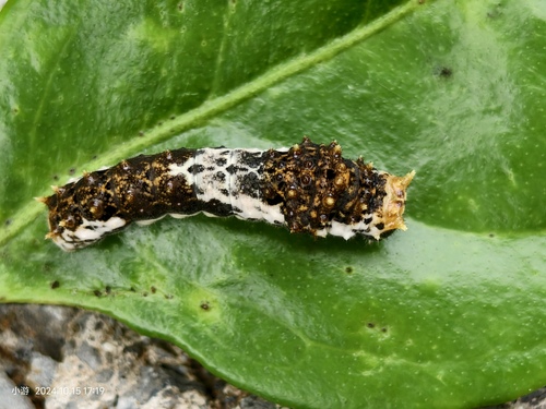 Chinese Yellow Swallowtail