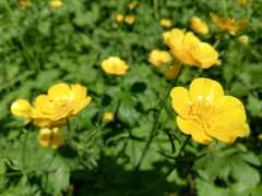 Ranunculus grandifolius