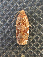 Archips argyrospila