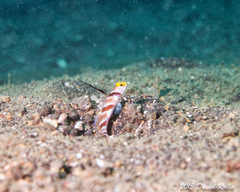 Stonogobiops nematodes