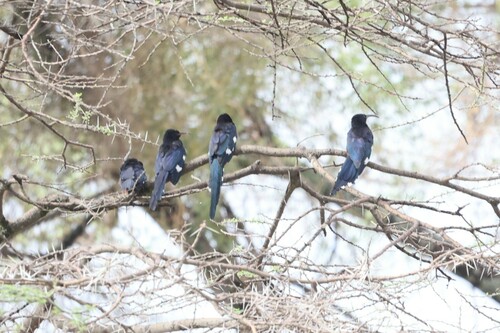 Black-billed Wood Hoopoe (Phoeniculus somaliensis)