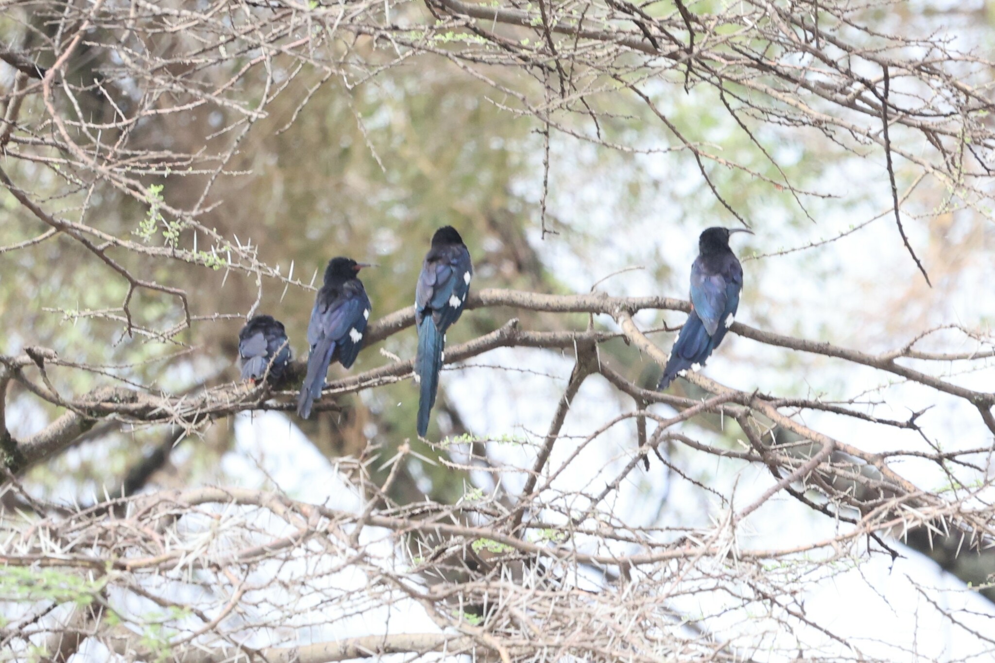 Black-billed Wood Hoopoe (Phoeniculus somaliensis), photo 1