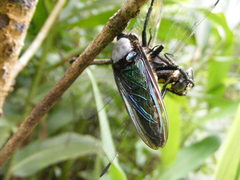 Microstylum oberthurii